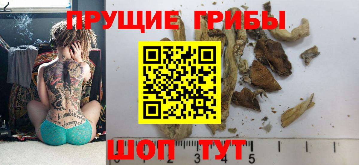 купить наркотик  Нефтекумск  Псилоцибиновые грибы ЛСД  Псилоцибиновые грибы MAGIC MUSHROOMS 